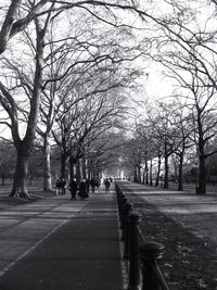 Road passing through trees