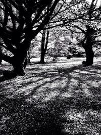 Trees in park