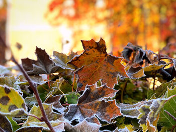 Close-up of dry maple leaves on tree