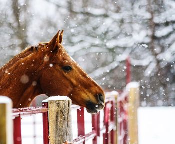 Close-up of horse against fence while snowing