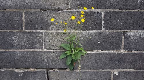 Close-up of plant against wall