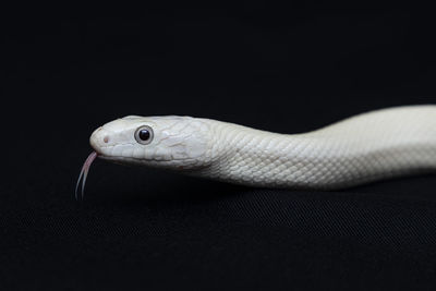 Close-up of fish against black background