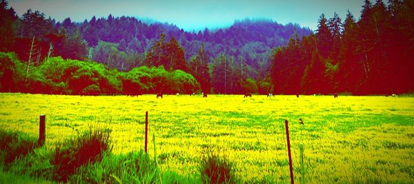 Scenic view of field against sky