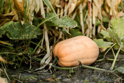 Close-up of pumpkin