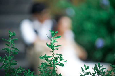 Close-up of plant against blurred background