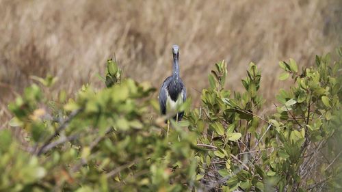 Bird perching on a field