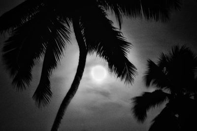 Low angle view of palm trees