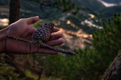 Close-up of hand holding lizard