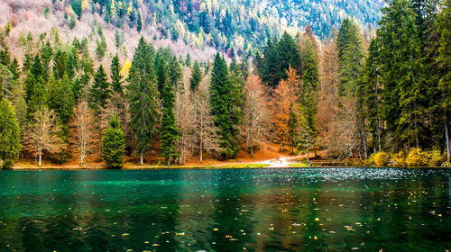 Panoramic view of pine trees in lake