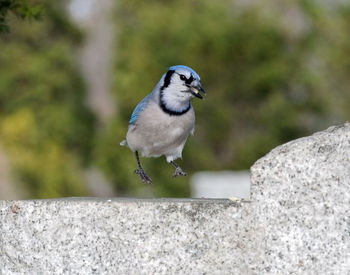 Close-up of bird perching on retaining wall