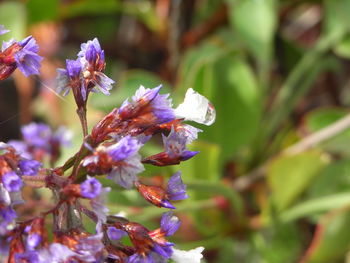 Close-up of honey bee on flower tree