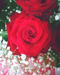 Close-up of red rose blooming outdoors