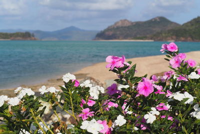 Pink flowering plant in sea