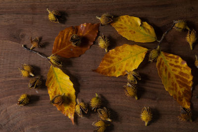 Close-up of dry maple leaves