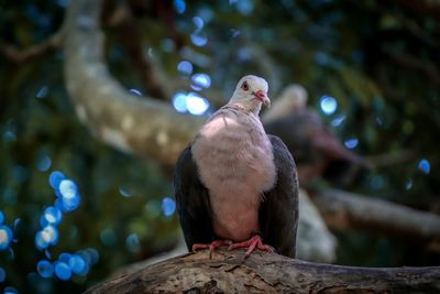 Close-up of bird perching on tree