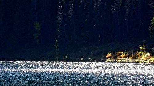 Scenic view of lake in forest