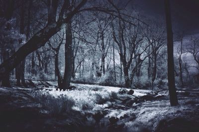 Bare trees in forest