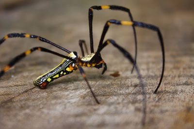 Close-up of insect on floor