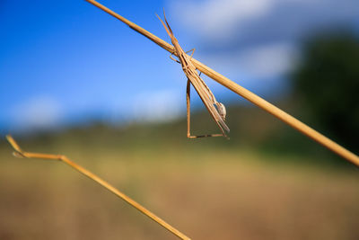 Close-up of insect on plant