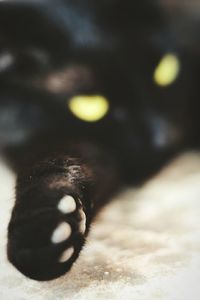 Close-up of black cat