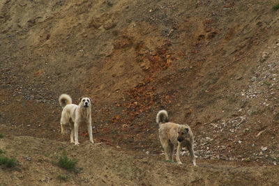 Sheep standing in a land