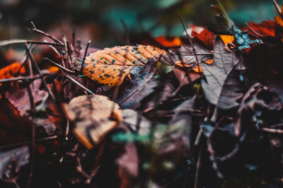 Close-up of dry leaves during autumn