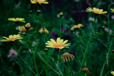 Close-up of white daisy flowers on field