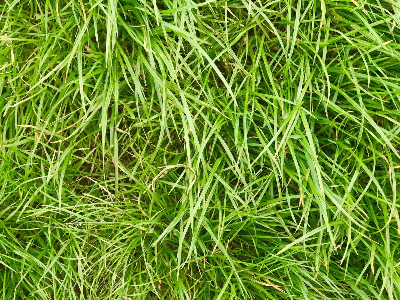 green, plant, grass, lawn, growth, full frame, backgrounds, nature, no people, beauty in nature, field, land, day, leaf, high angle view, tranquility, outdoors, flower, close-up, soil, herb, lush foliage, foliage, freshness