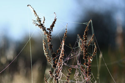 Close-up of dry spider web on plant