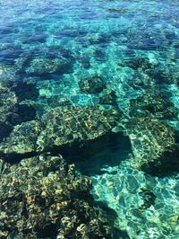 View of turtle in sea