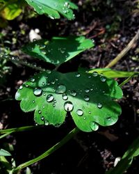 Close-up of wet plant
