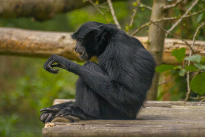 Close-up of monkey sitting on tree