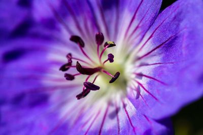 Macro shot of purple flower