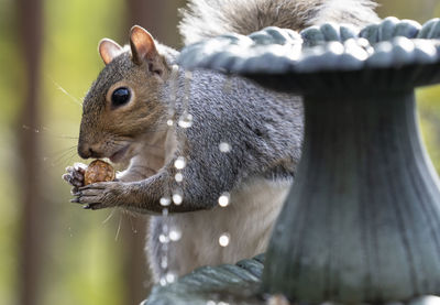 Close-up of squirrel on tree