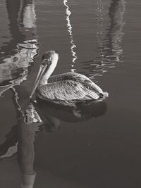 Woman swimming in water