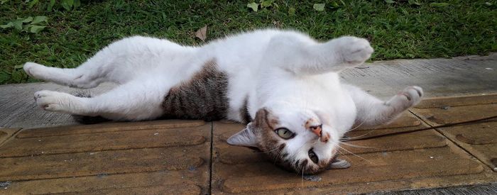 High angle view of cat lying on grass