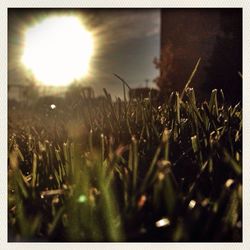 Close-up of plants growing on field