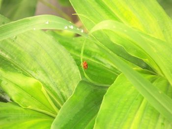 Close-up of green leaves