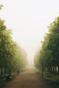 Footpath amidst trees against sky