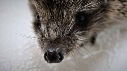 Close-up of cat