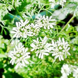 Close-up of white flowers