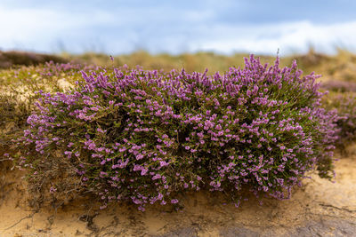 Close-up of pink flowering plants on field against sky