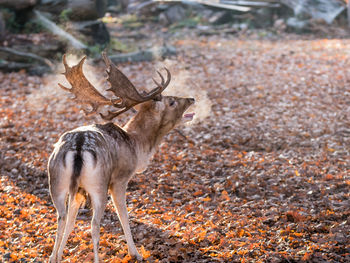 Deer standing on field