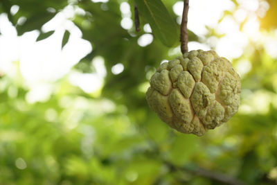 Close-up of fruit growing on plant