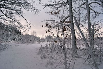 Trees against sky