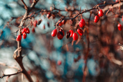 Close-up of berries growing on tree