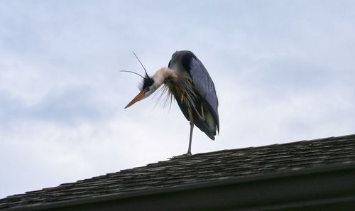 Low angle view of bird flying against sky
