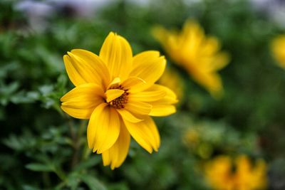 Close-up of yellow flowers blooming in park