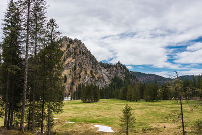 Pine trees in forest against sky