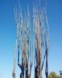 Low angle view of bare tree against clear blue sky